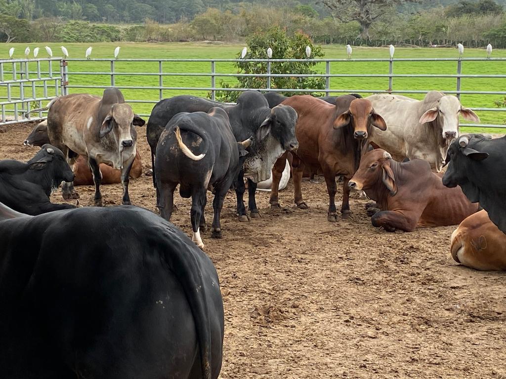 Gallinas en corral